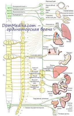 симпатическая нервная система