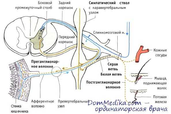 симпатическая нервная система