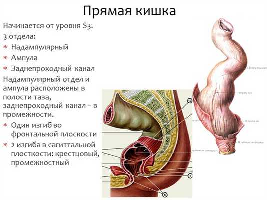 Начинается от уровня S3. 3 отдела: Надампулярный Ампула Заднепроходный канал. 
