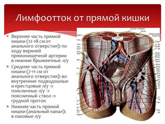 Верхняя часть прямой кишки (12-18 см от анального отверстия): по ходу верхней. 