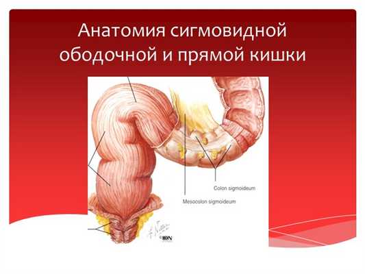 Анатомия сигмовидной ободочной и прямой кишки