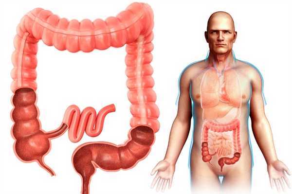 Сигмовидная кишка