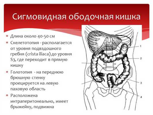 Длина около 40-50 см Скелетотопия - располагается от уровня подвздошного греб. 