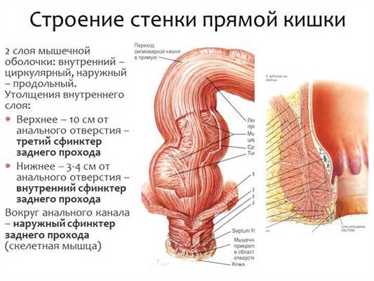 2 слоя мышечной оболочки: внутренний - циркулярный, наружный - продольный. Ут. 