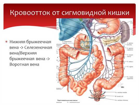 Нижняя брыжеечная вена -> Селезеночная вена/Верхняя брыжеечная вена -> Воротн. 