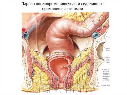 Парная околопрямокишечная и седалищно - прямокишечные ямки