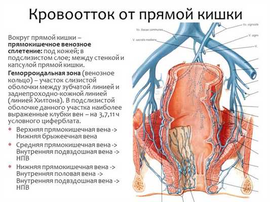 Вокруг прямой кишки - прямокишечное венозное сплетение: под кожей; в подслизи. 