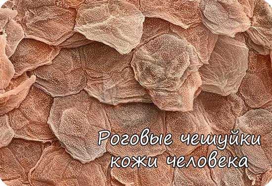 Роговые чешуйки кожи человека