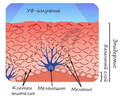 Меланоциты