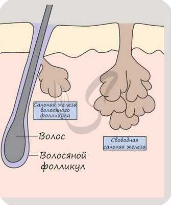 Сальная железа
