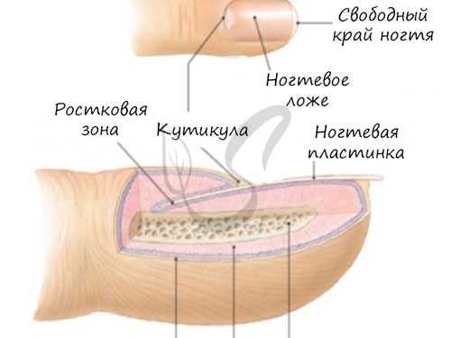 Строение ногтя