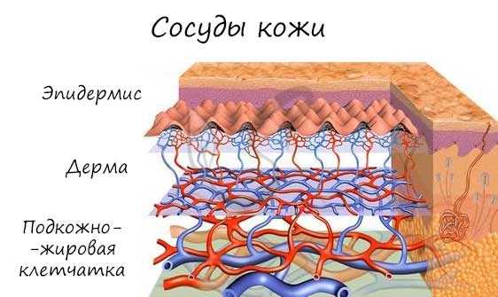 Сосуды кожи