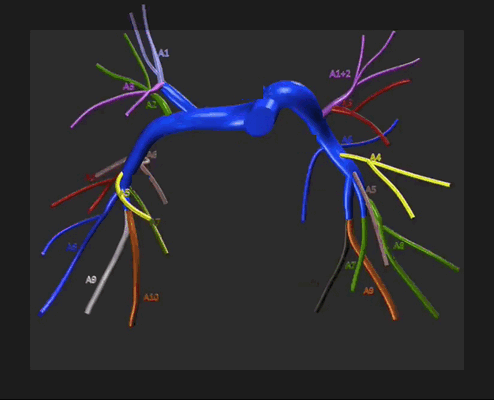 arterii-segmentarnoe-stroenie