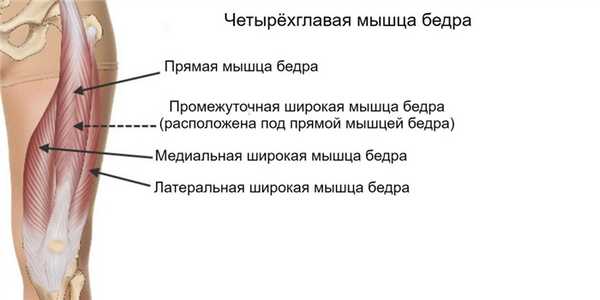 мышцы бедра анатомия