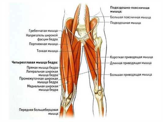 приводящие мышцы бедра