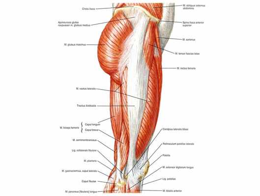 мышцы бедра латеральная группа строение
