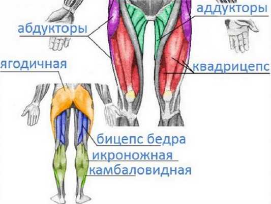отводящие мышцы бедра