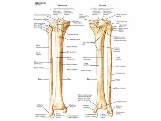 анатомия голени кости