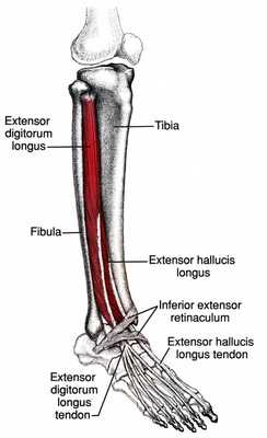 мышцы голени медиальная группа