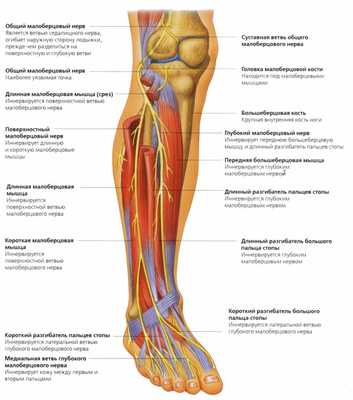 мышцы голени анатомия