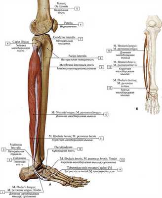 мышцы голени и стопы