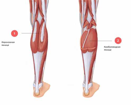 мышцы голени задняя поверхность