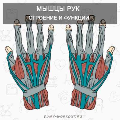 Мышцы рук: строение и функции