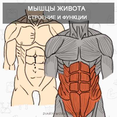 Мышцы живота: строение и функции