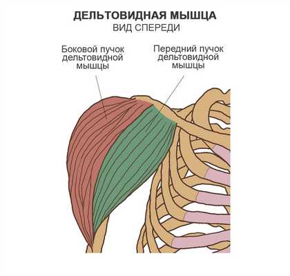 Дельтовидная мышца, вид спереди