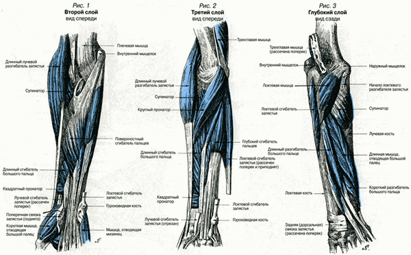 схема мышц предплечья человека