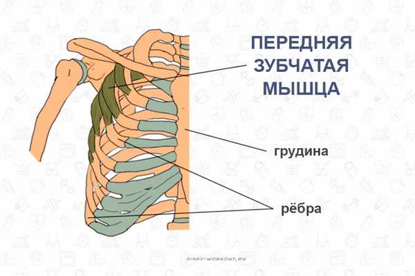 Мышцы груди, передняя зубчатая мышца