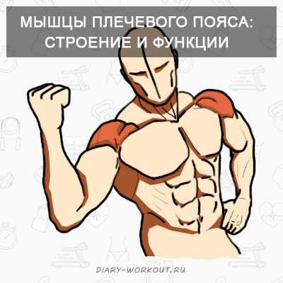 Мышцы плечевого пояса: строение и функции