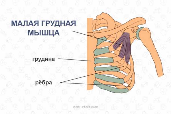 Мышцы груди, малая грудная мышца