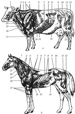 Поверхностные мышцы