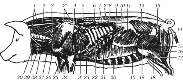 Глубокие мышцы туловища свиньи