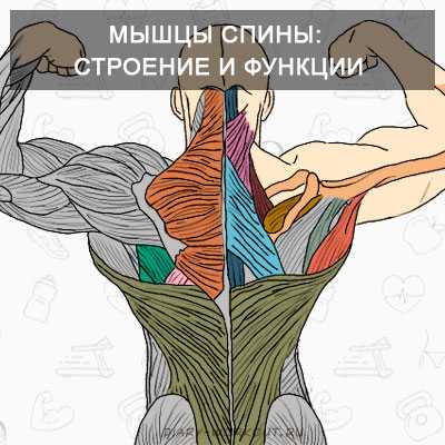 Мышцы спины: строение и функции