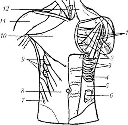 Мышцы груди и живота