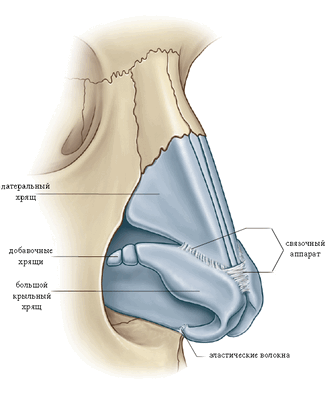 анатомия носа