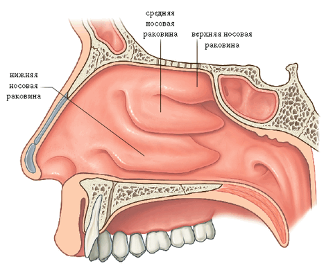 носовые раковины