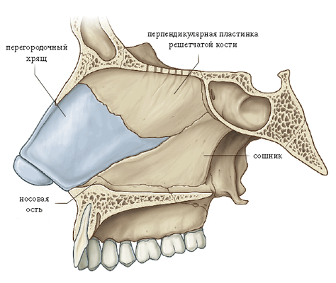 перегородка носа