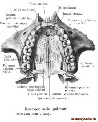 Костное небо