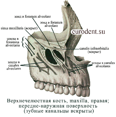 Анатомия верхней челюсти 