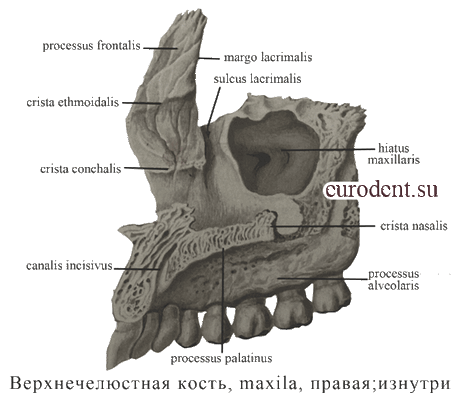 Верхнечелюстная кость изнутри анатомия