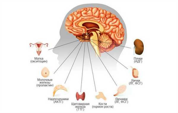 Гормоны гипофиза