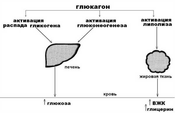 Биологическая роль глюкагона
