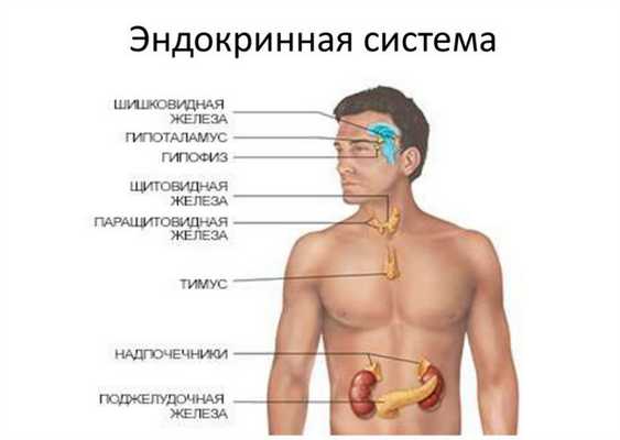 Эндокринная система