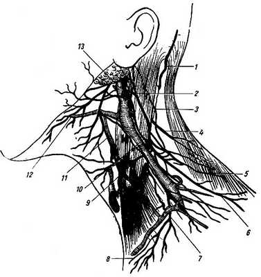 Рис. 219. Кожные ветви шейных нервов (по Л. А. Шангиной). 1 - большой затылочный нерв; 2 - большой ушной нерв; 3 - малый затылочный нерв; 4, 6 - латеральные задние надключичные нервы; 5 - добавочный нерв; 7 - промежуточные надключичные нервы; 8 - медиальные надключичные нервы; 9 - поперечный нерв шеи; 10, 11 - связи шейных нервов с лицевым нервом; 12 - шейная ветвь лицевого нерва; 13 - наружная яремная вена