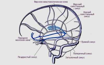 Синусы головного мозга