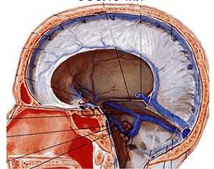 Синусы мозга