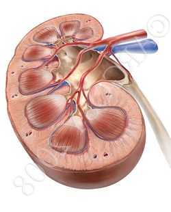 строение почки фото